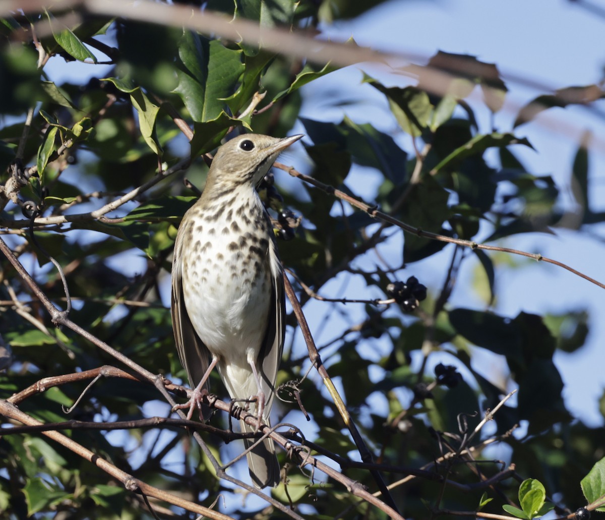 Hermit Thrush - ML511783231