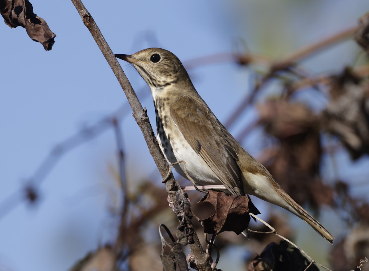 Hermit Thrush - ML511783241