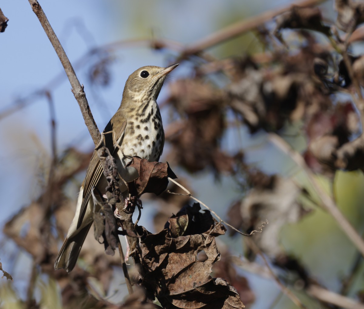 Hermit Thrush - ML511783251