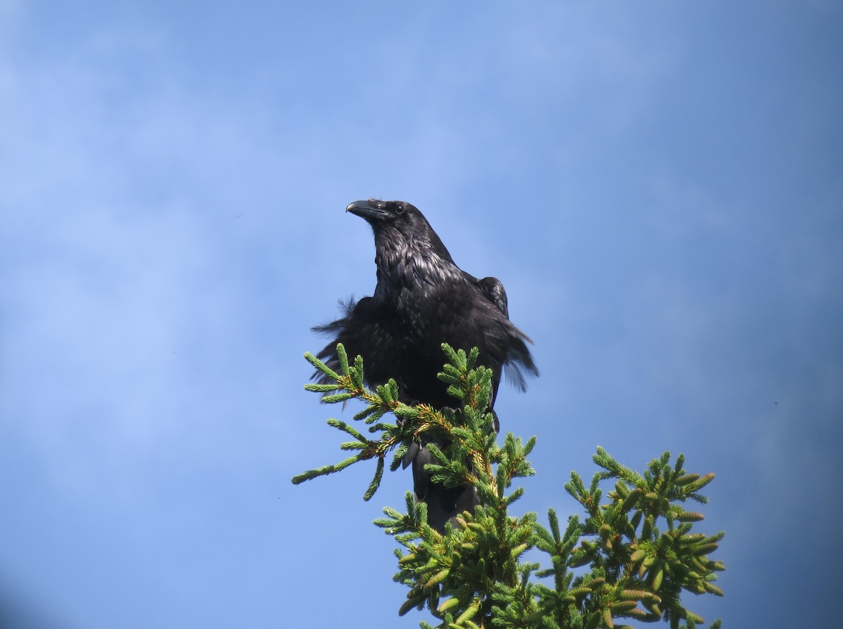 Common Raven - ML511783281