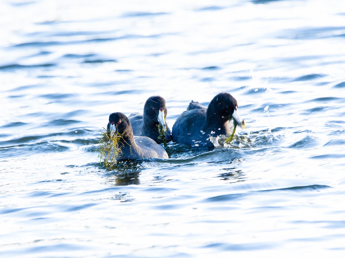 American Coot - ML511784521