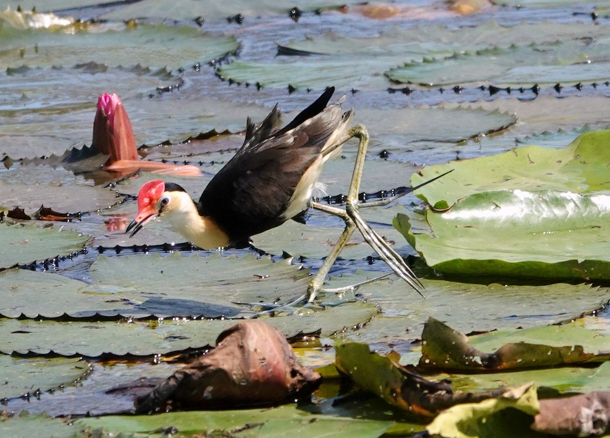 Comb-crested Jacana - ML511786301