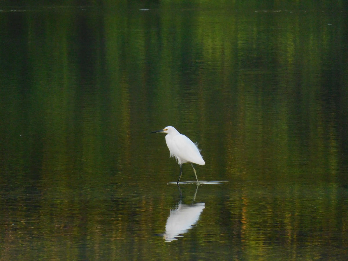 Snowy Egret - Luis Manuel Gómez