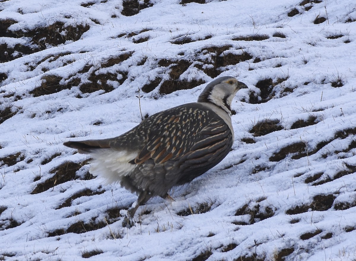 Himalayan Snowcock - Mauricio López