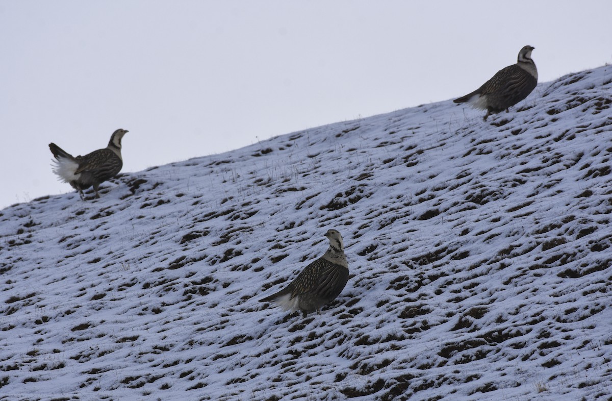 Himalayan Snowcock - ML511787511