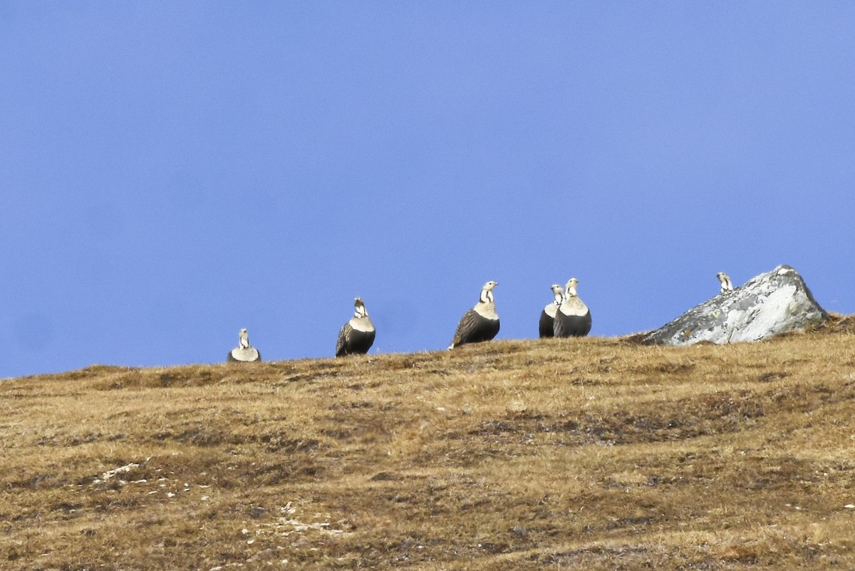 Himalayan Snowcock - ML511787531