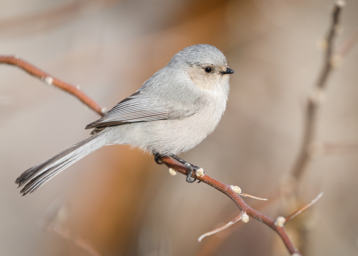 Bushtit - Darren Clark