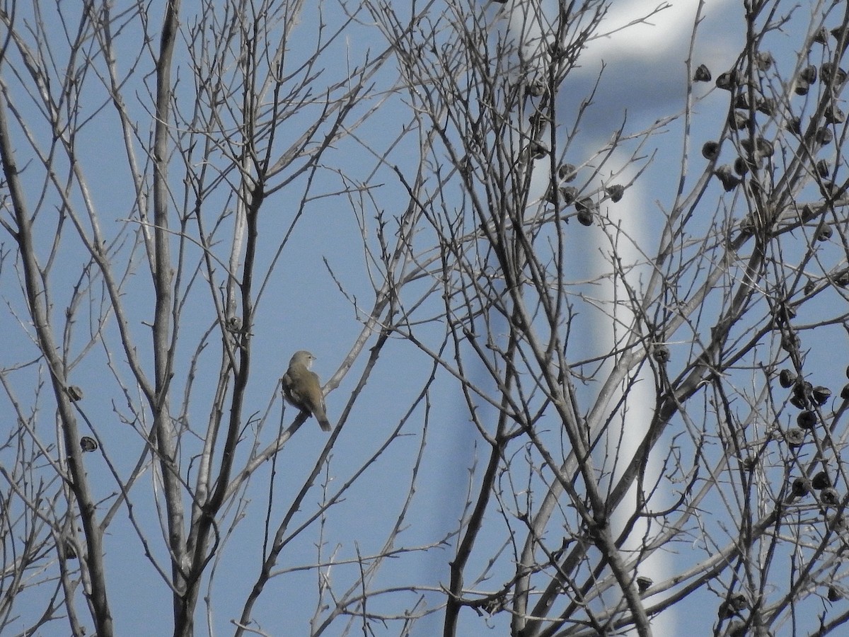 Garden Warbler - ML511788321