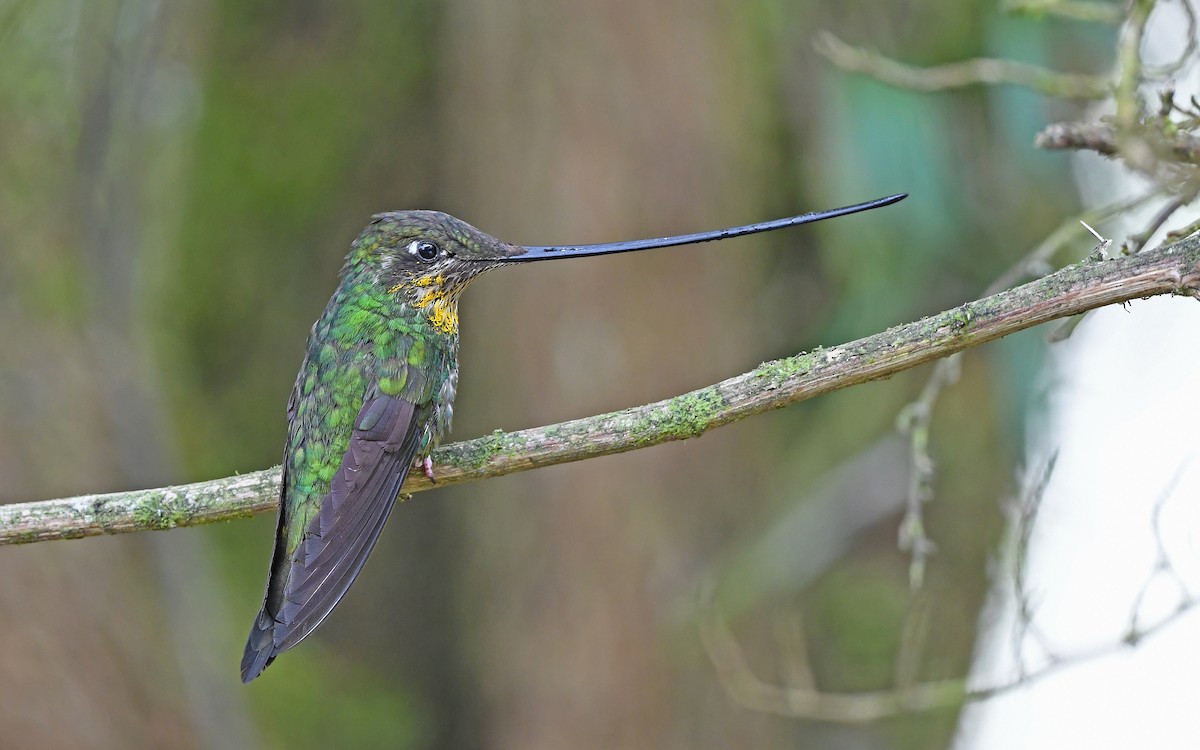 Sword-billed Hummingbird - Christoph Moning
