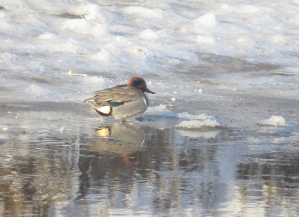 Green-winged Teal - ML51178881