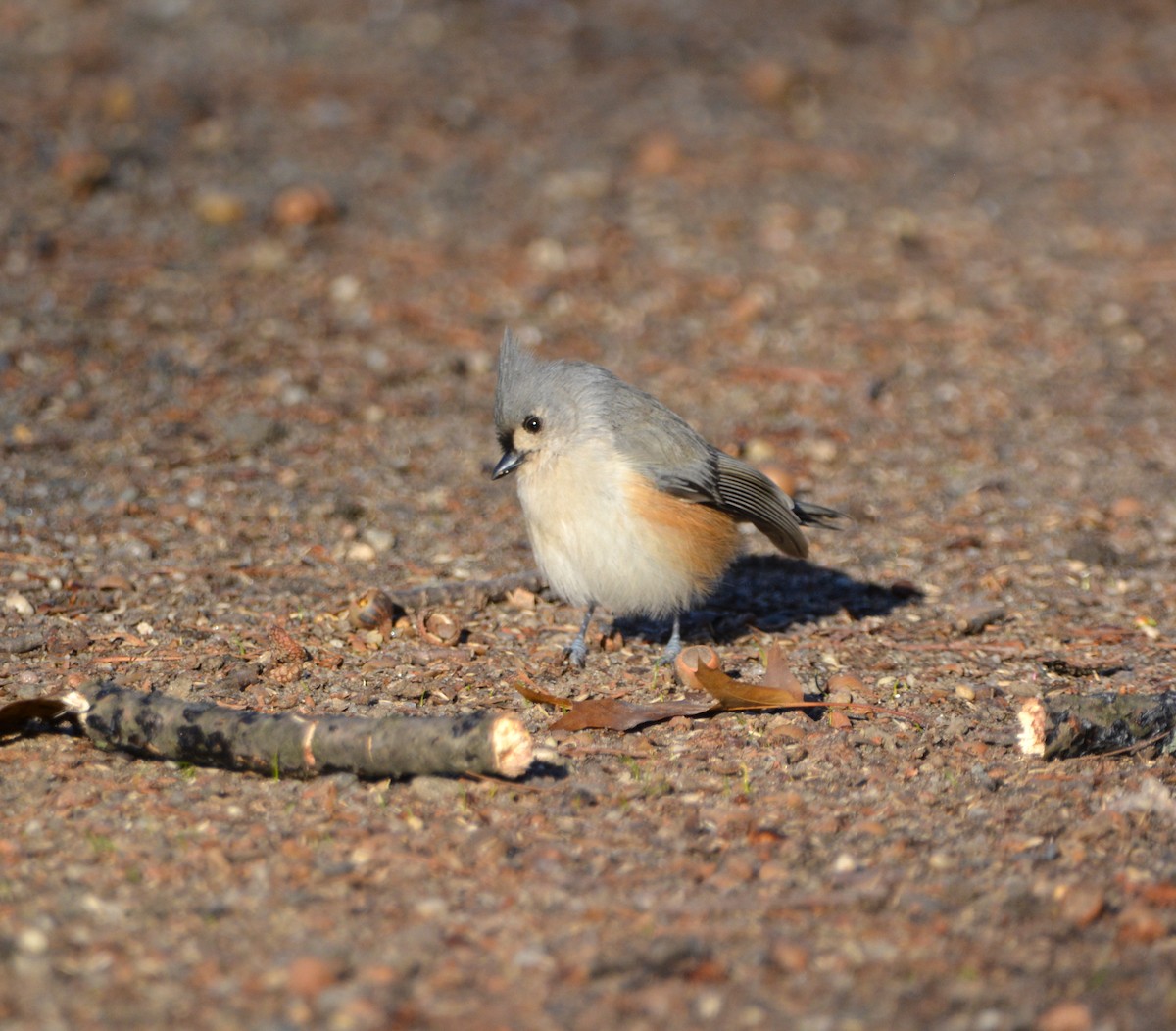 Tufted Titmouse - ML511789281