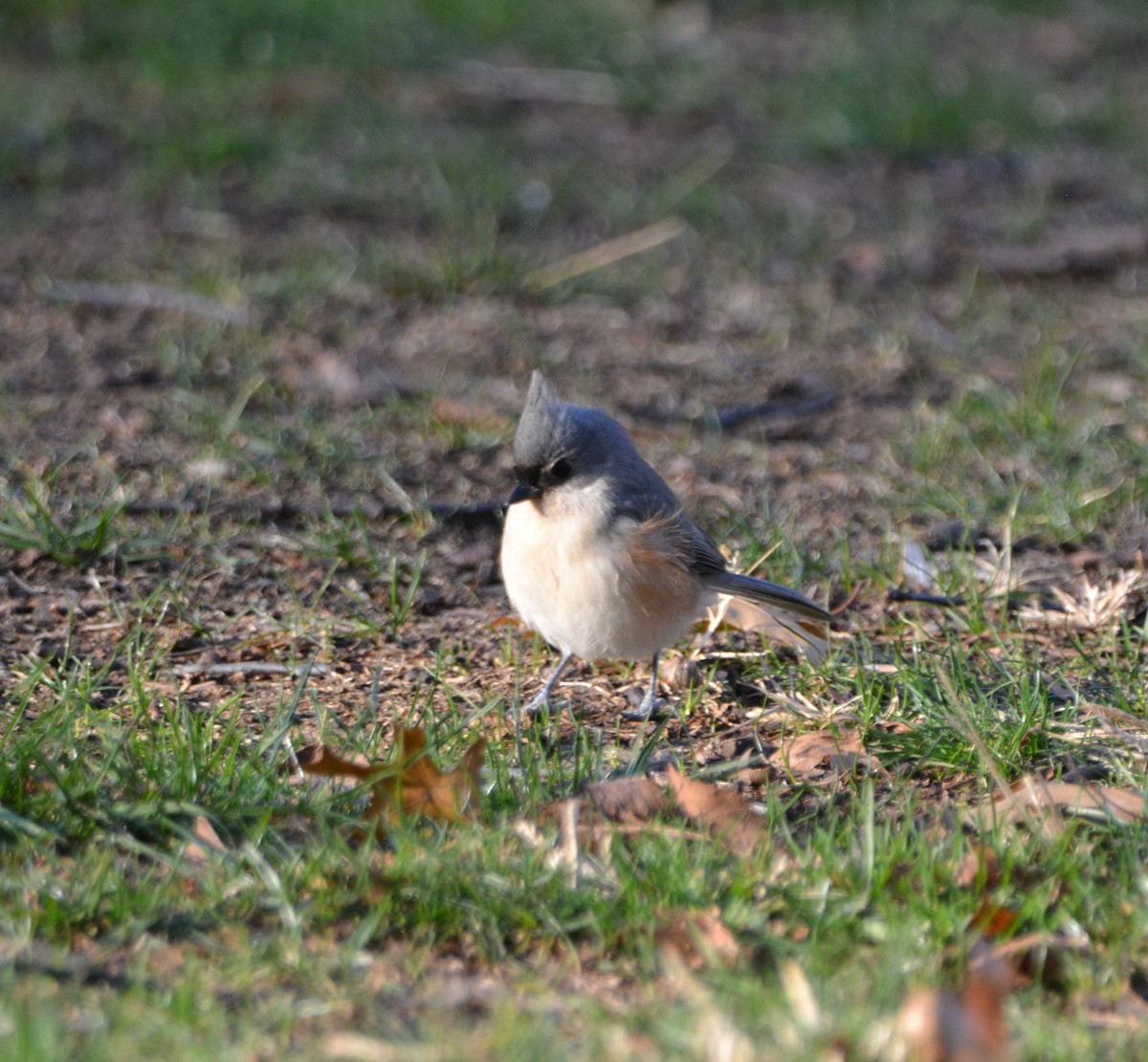 Tufted Titmouse - ML511789291