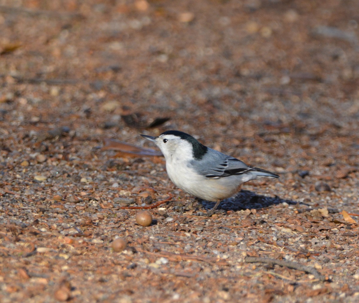 White-breasted Nuthatch - ML511789361