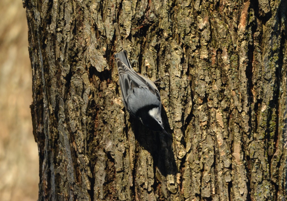 White-breasted Nuthatch - ML511789371