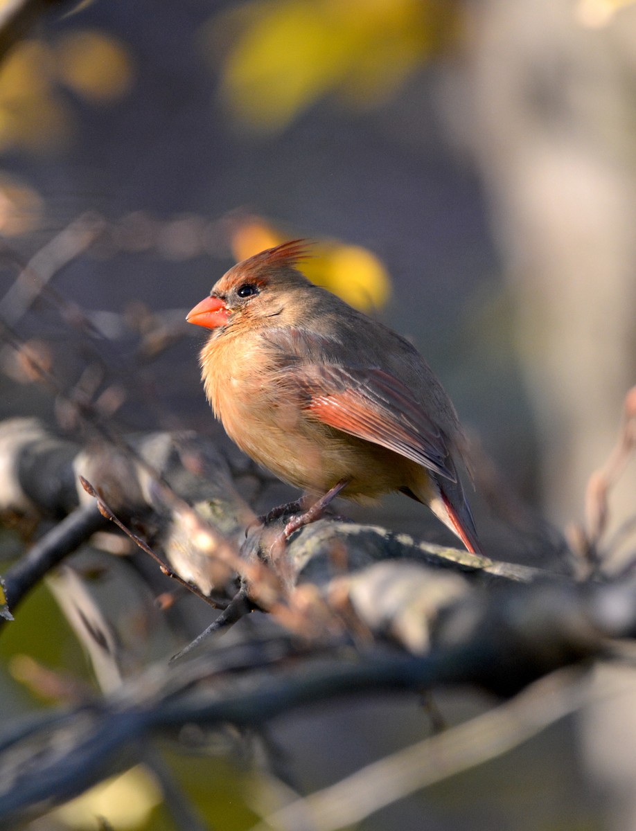 Cardinal rouge - ML511789401