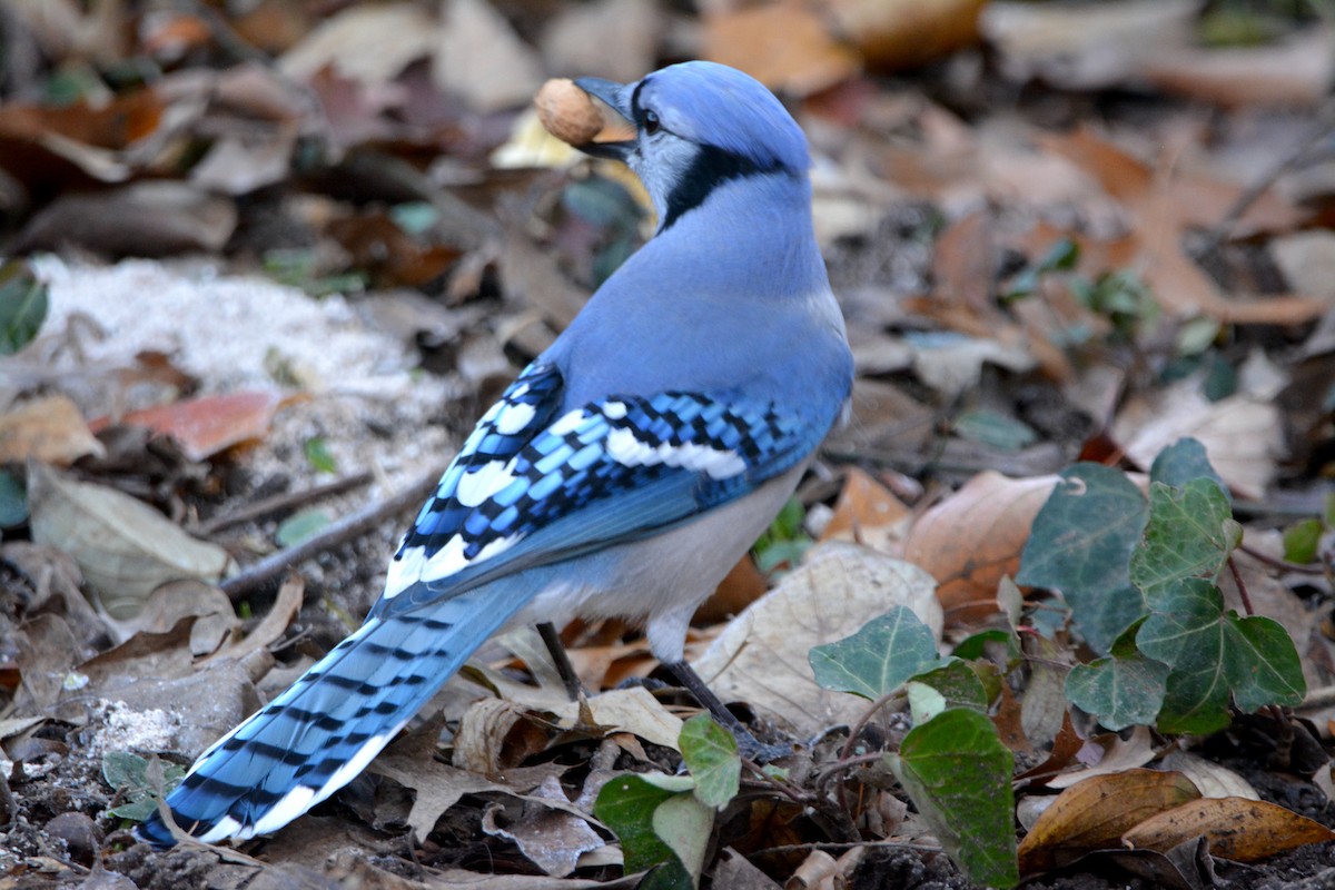 Blue Jay - ML511789491