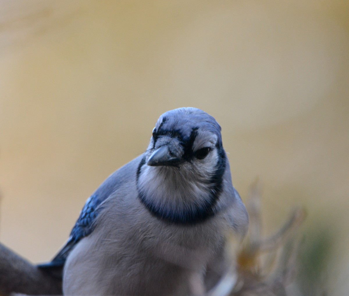 Blue Jay - ML511789551