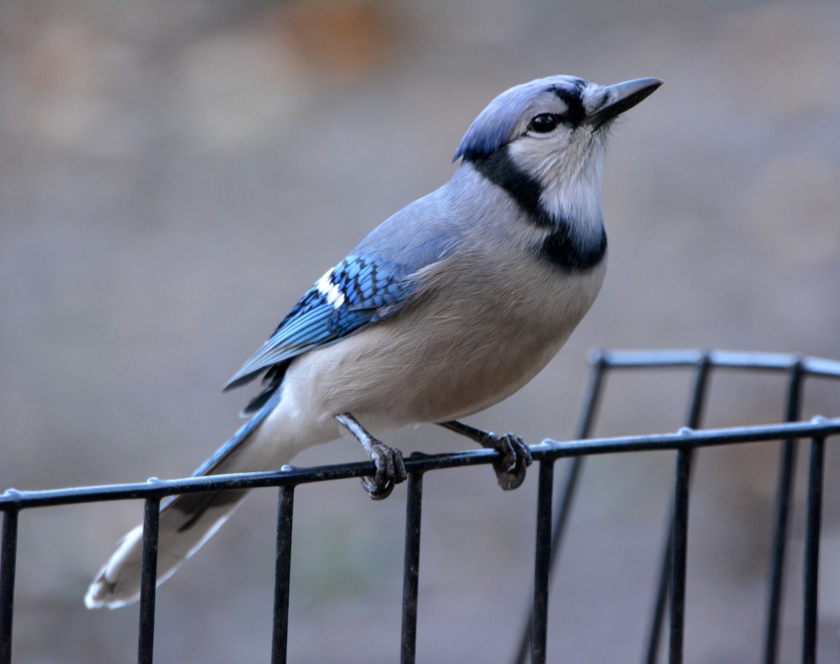 Blue Jay - ML511789571