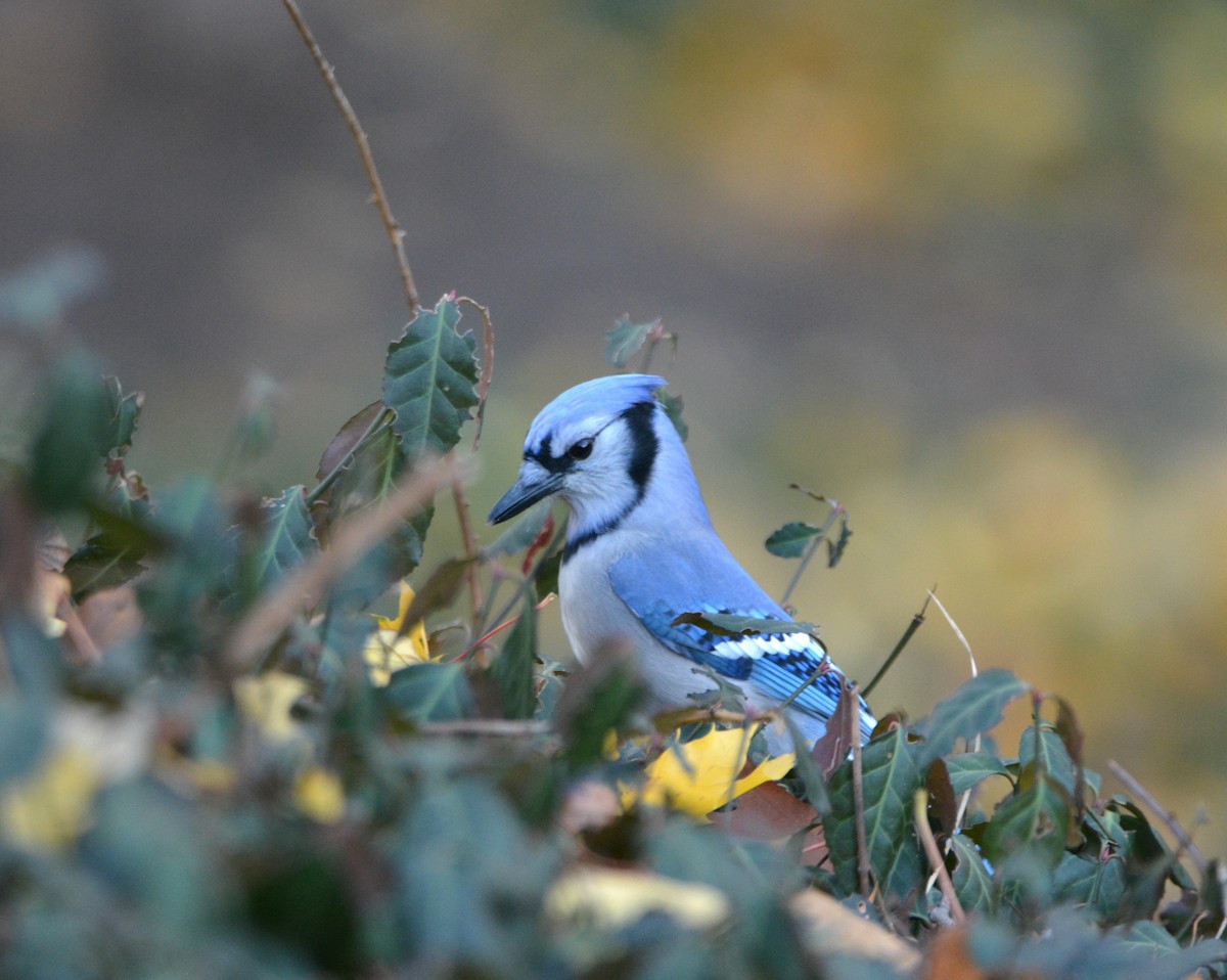 Blue Jay - ML511789601