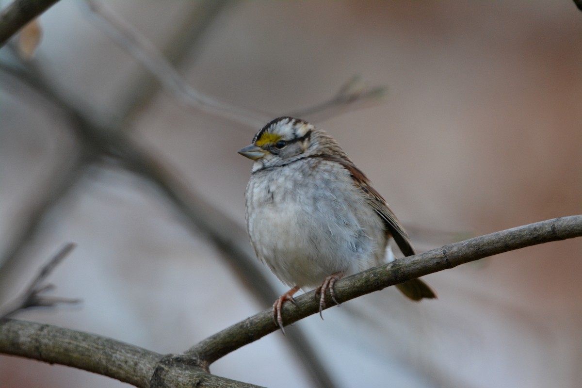 White-throated Sparrow - ML511789691