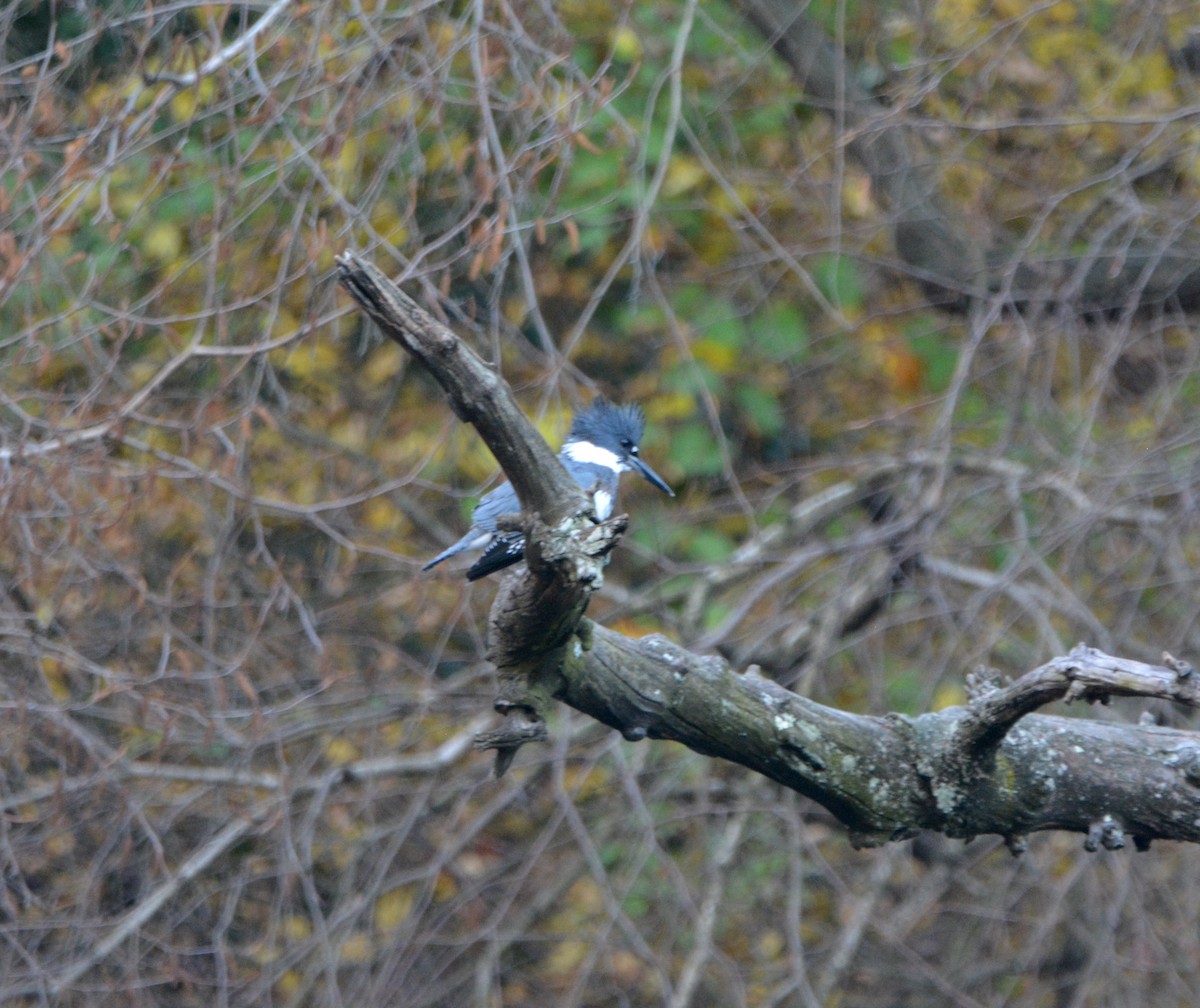 Belted Kingfisher - ML511789711