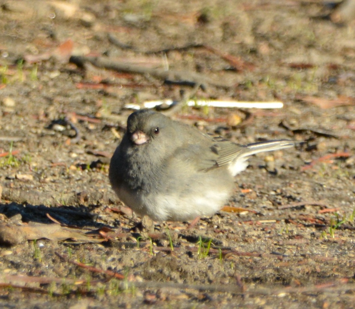 Dark-eyed Junco - ML511790031