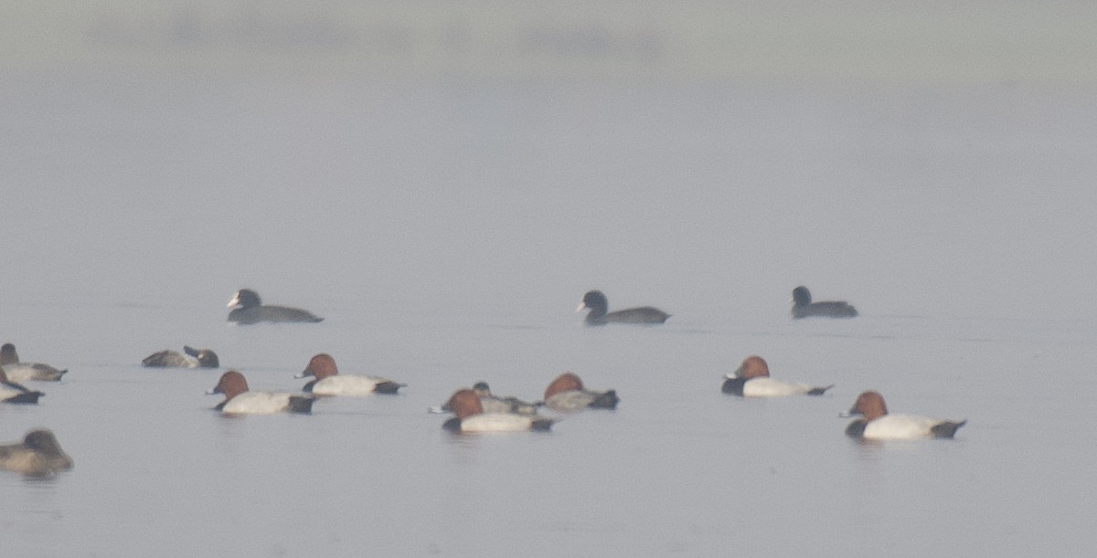 Common Pochard - ML511791211