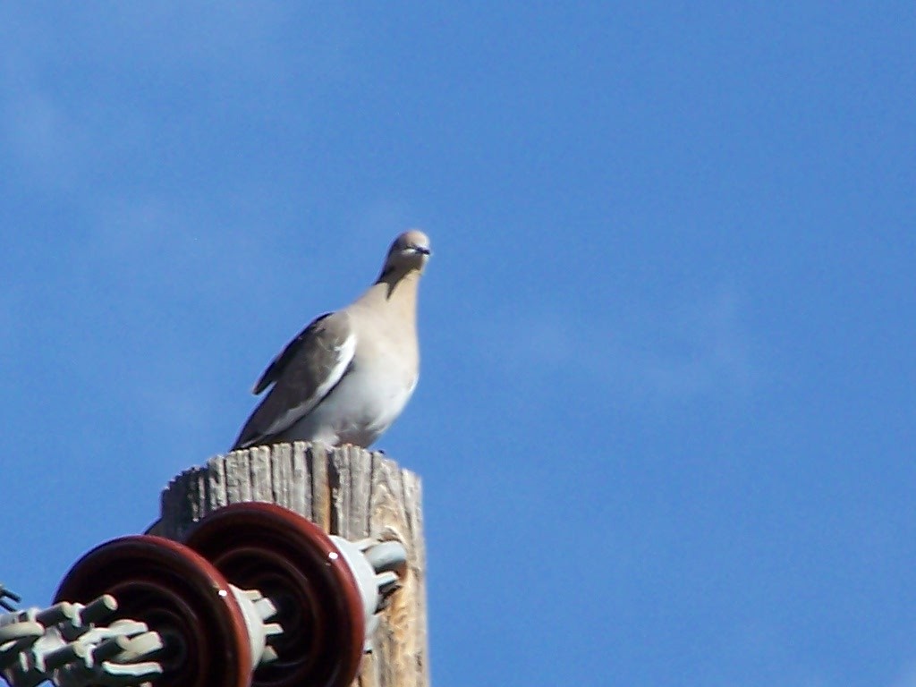 White-winged Dove - ML511791511