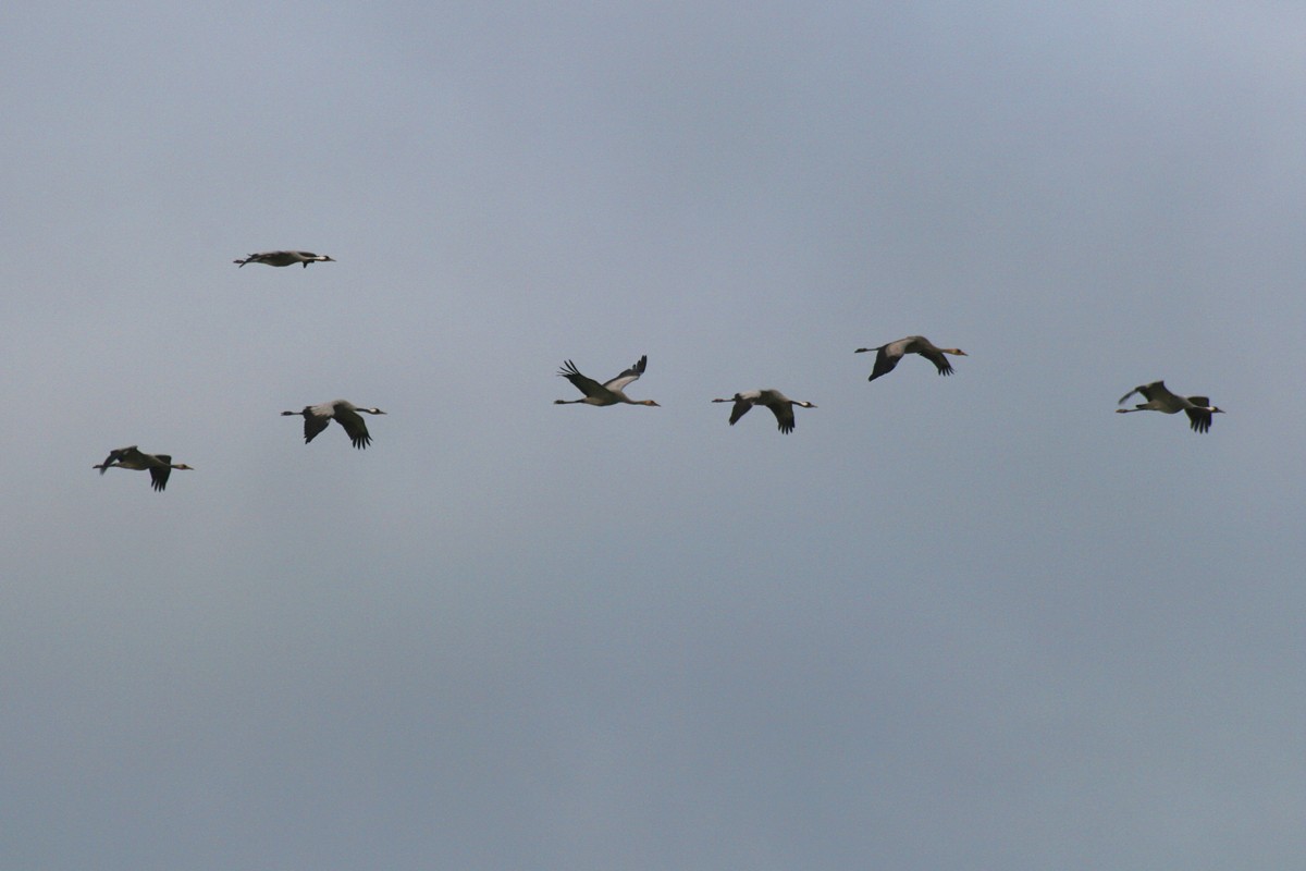 Common Crane - ML511792111