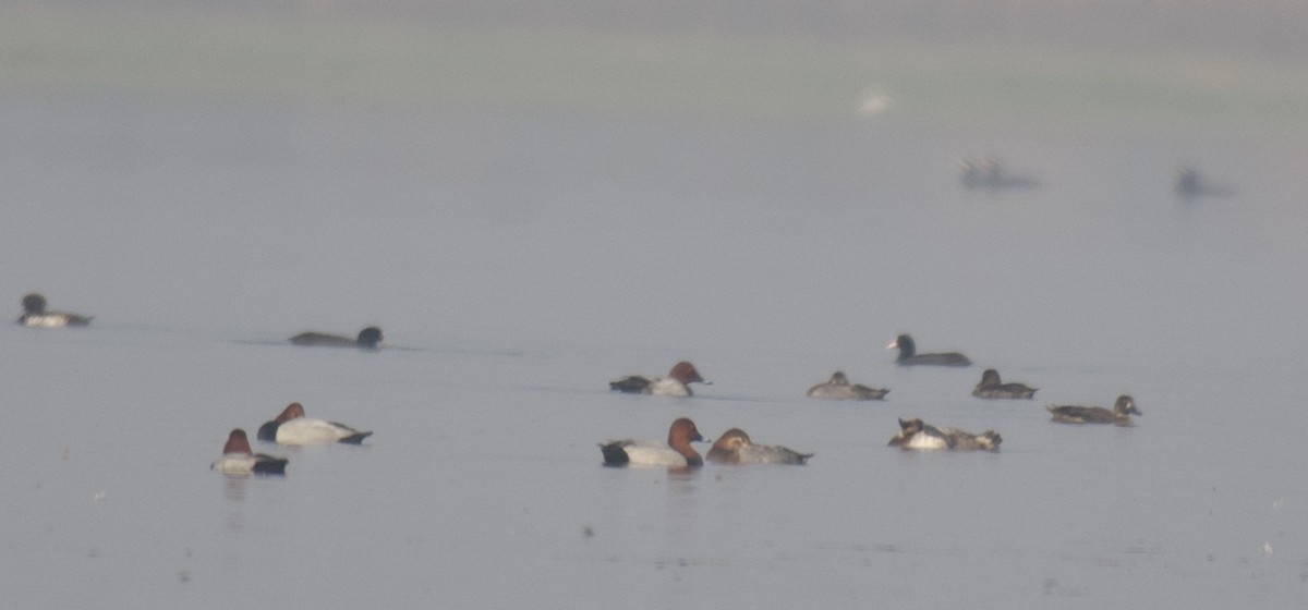 Common Pochard - ML511792301