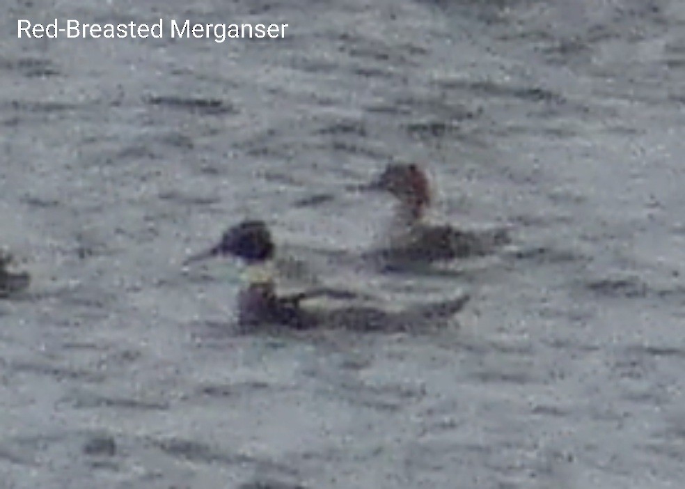 Red-breasted Merganser - ML511793391