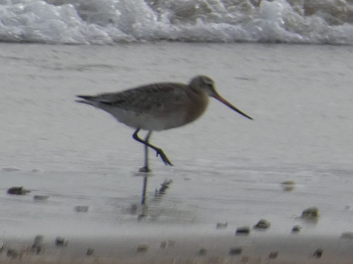 Bar-tailed Godwit - ML511793591