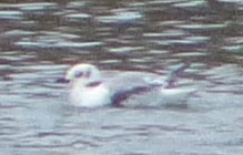 Black-legged Kittiwake - ML511793691