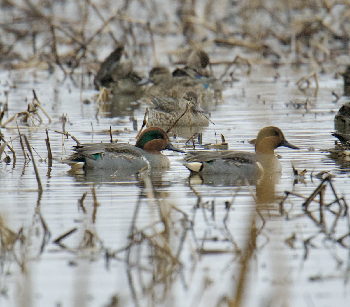 Green-winged Teal - ML511794021