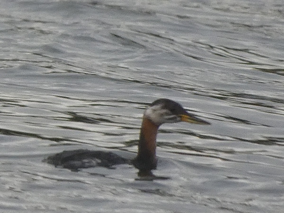 Red-necked Grebe - ML511794701