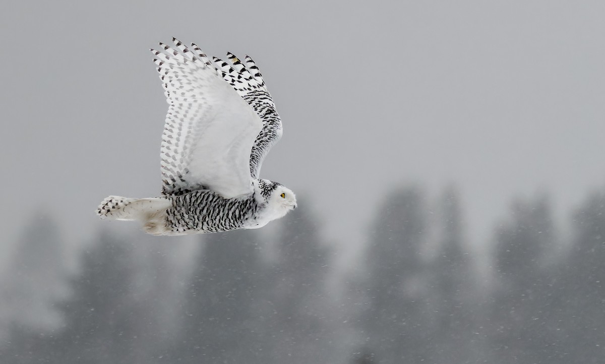 Snowy Owl - ML511794891