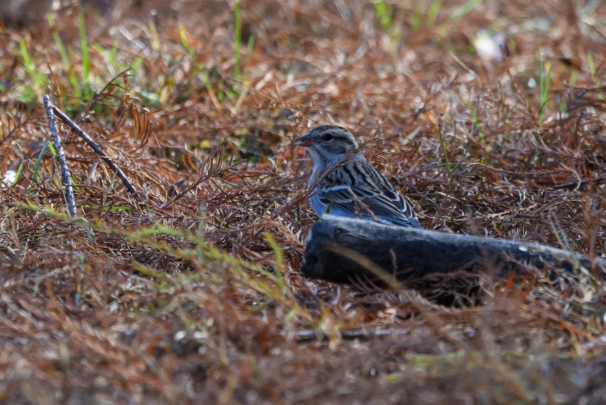 Chipping Sparrow - ML511794901