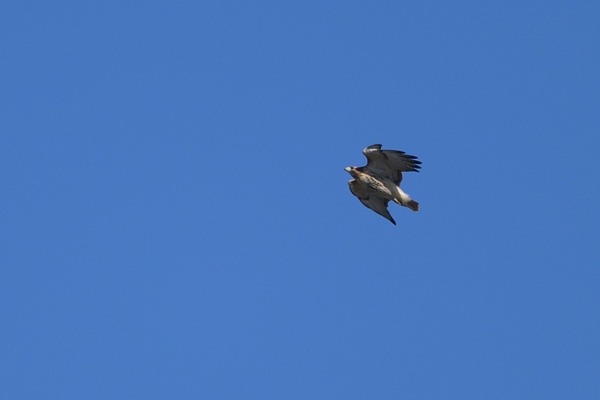 Red-tailed Hawk - ML511795071