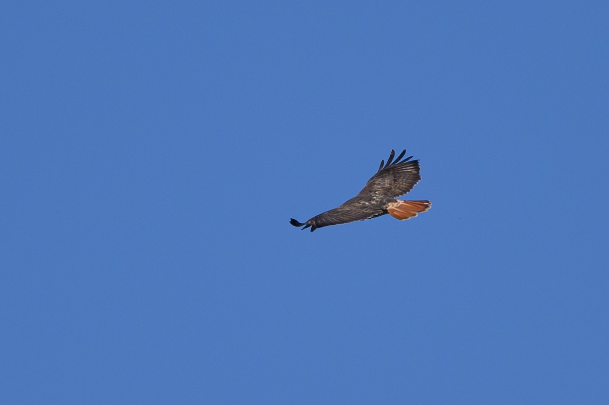 Red-tailed Hawk - ML511795081