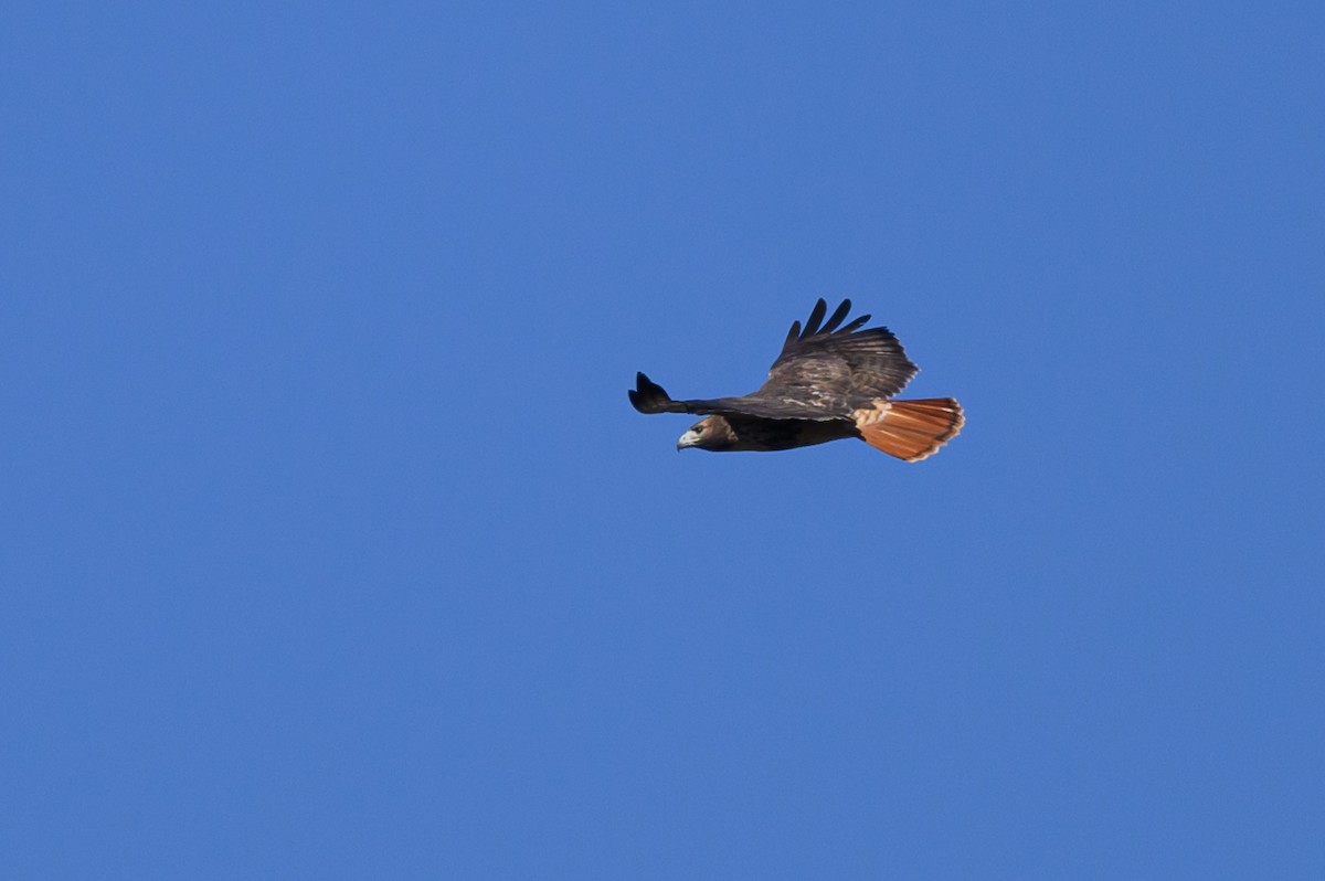 Red-tailed Hawk - ML511795091