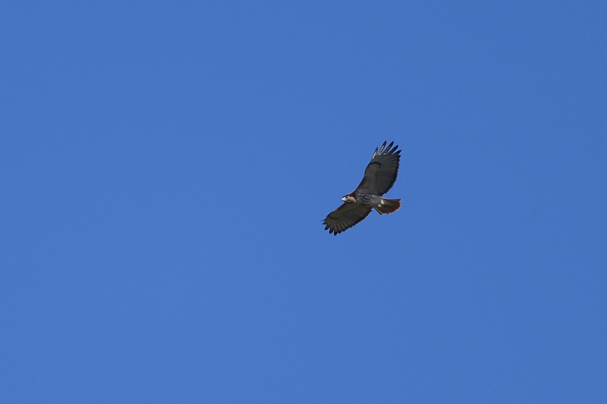 Red-tailed Hawk - ML511795101