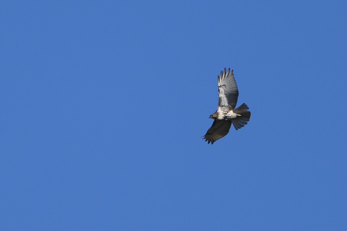 Red-tailed Hawk - ML511795111