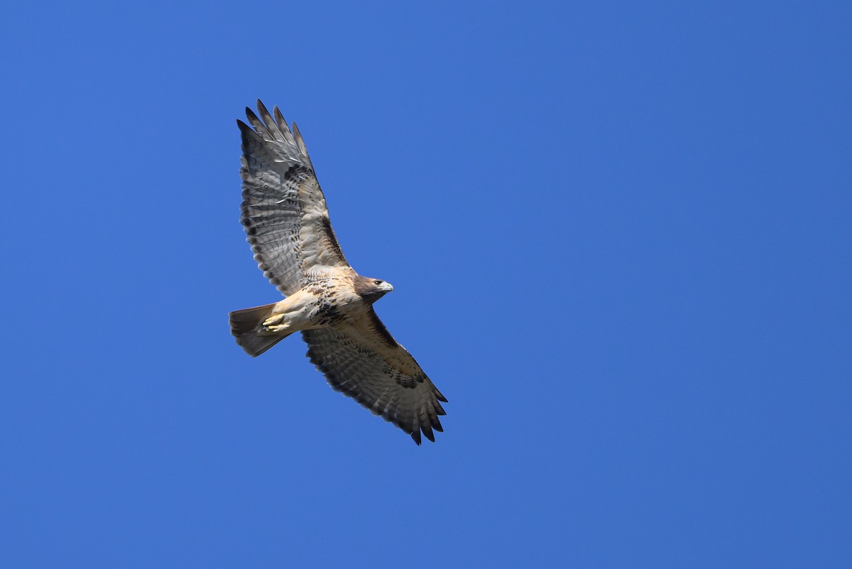 Red-tailed Hawk - ML511795131