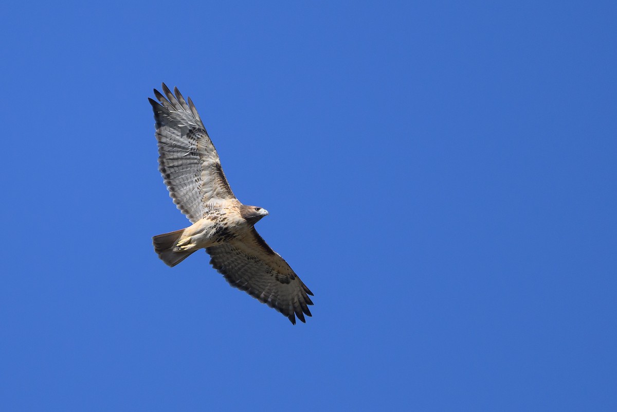 Red-tailed Hawk - ML511795141