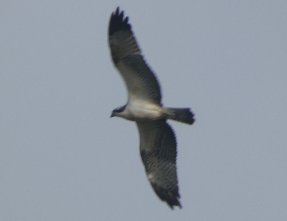 Osprey - ML511795241