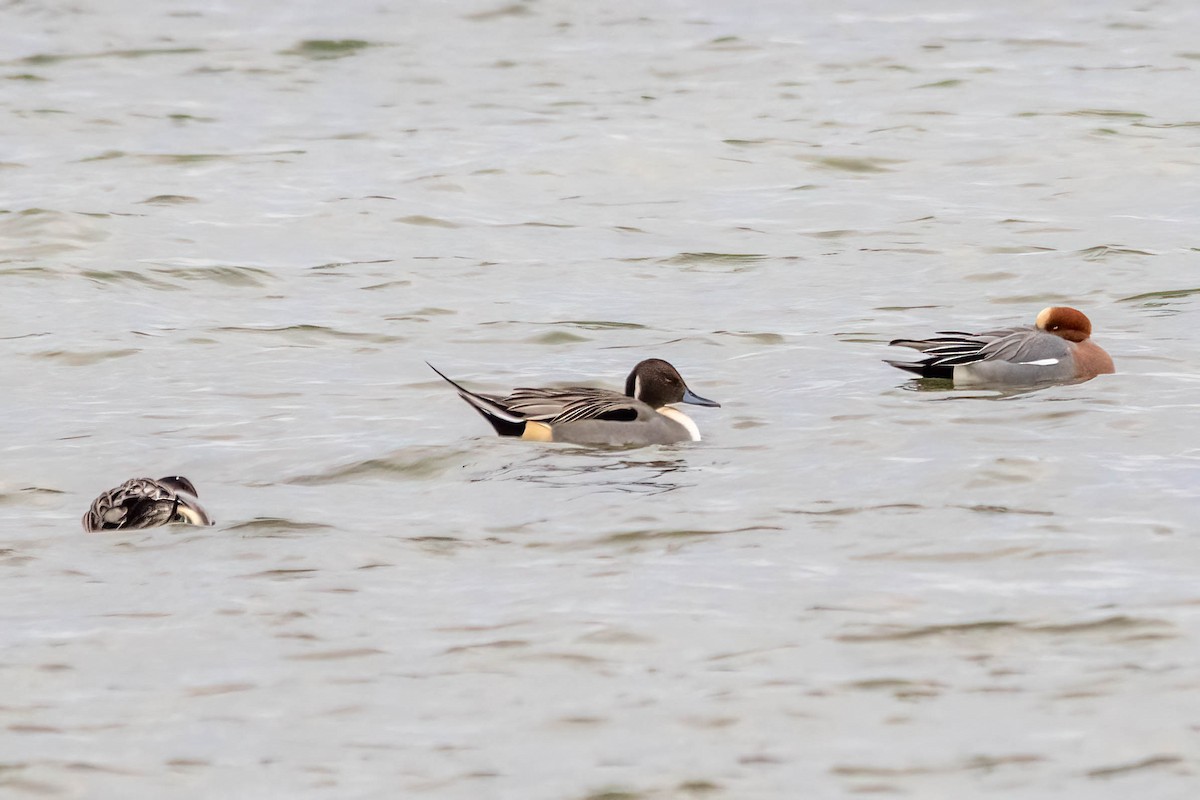 Northern Pintail - ML511796041