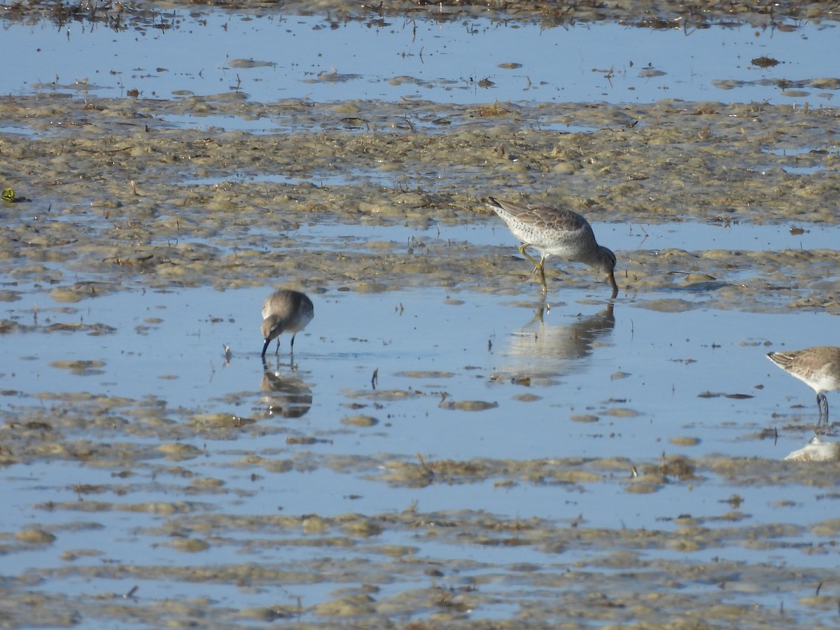 Short-billed Dowitcher - ML511796961