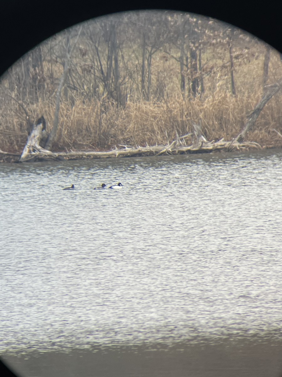 Common Goldeneye - ML511798351