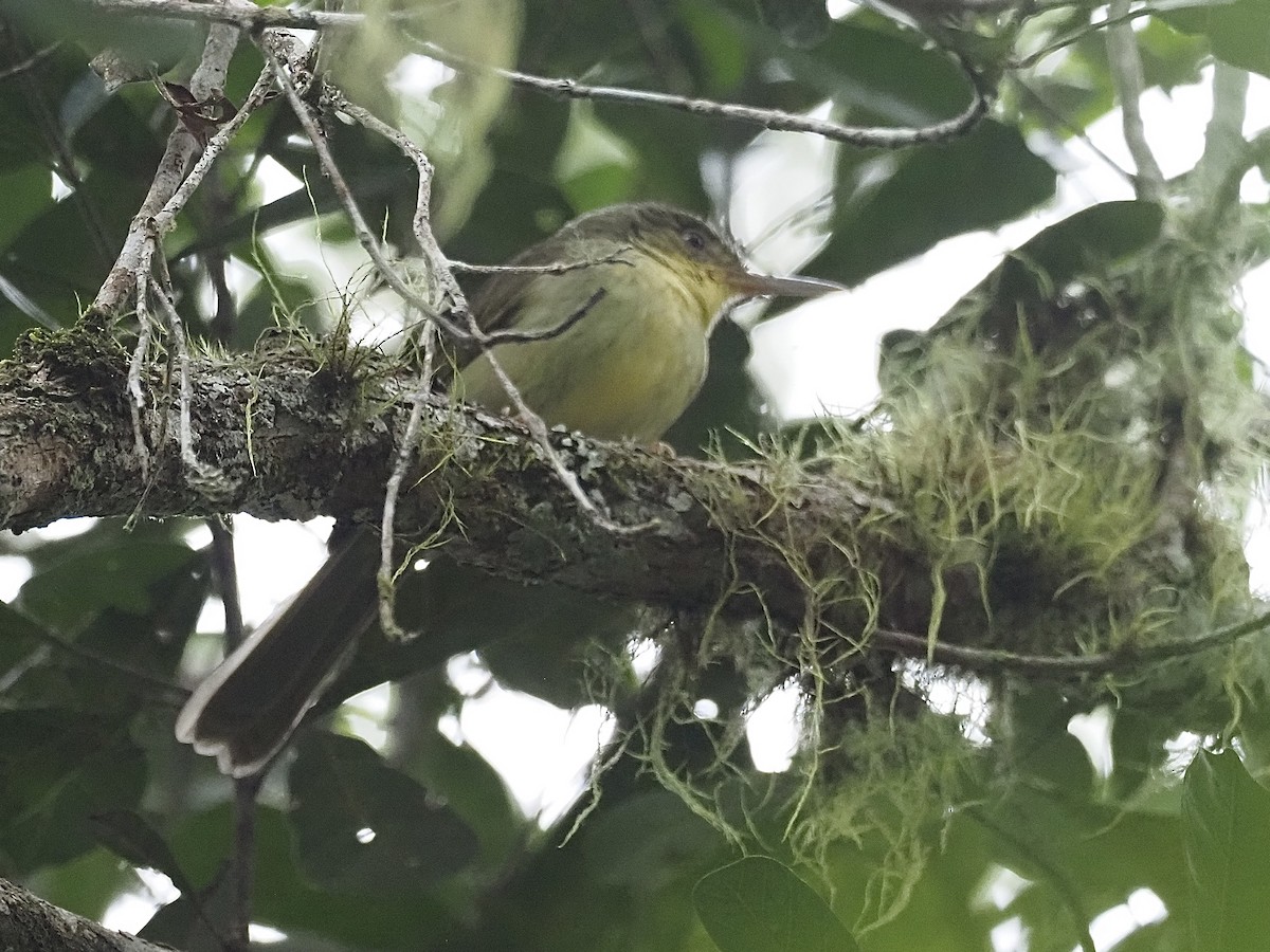 Long-billed Bernieria - Craig Rasmussen