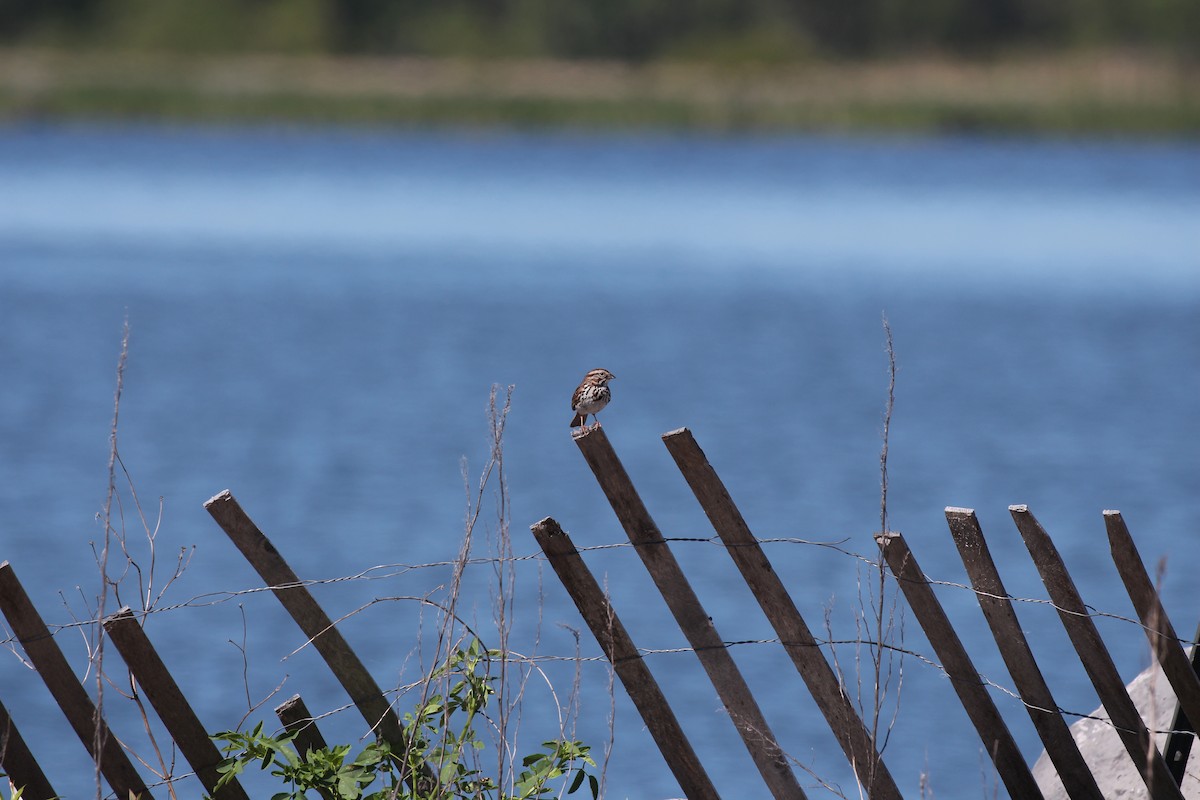 Song Sparrow - ML511799331